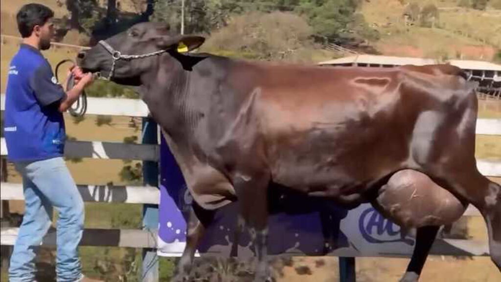 Vaca récord 343 litros en tres días