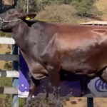 Vaca récord 343 litros en tres días