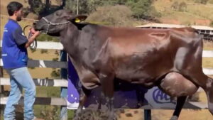 Vaca récord 343 litros en tres días