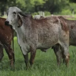 Brasil–Ecuador traslado aéreo histórico de 110 vacas lecheras