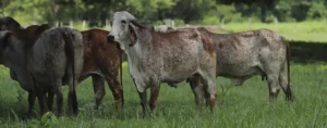 Brasil–Ecuador traslado aéreo histórico de 110 vacas lecheras