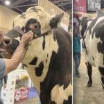 “Caramelo del Bosque genética lechera en Boyacá
