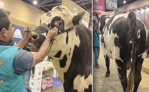 “Caramelo del Bosque genética lechera en Boyacá
