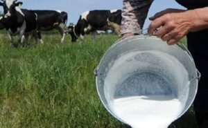 Cartagena del Chairá impulsa la Ruta de la Leche