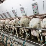 Castilla y León pierde 8 millones de litros de leche de oveja