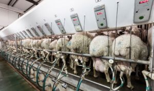 Castilla y León pierde 8 millones de litros de leche de oveja