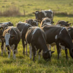 Chile la recepción de leche cruda creció 8,1% en julio