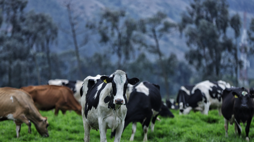 Colombia apunta a ampliar exportaciones lácteas a Chile