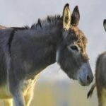 Colombia frente al desafío de la leche de burra
