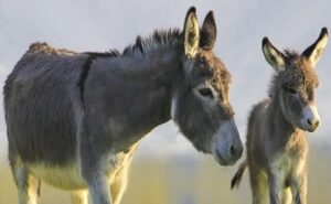 Colombia frente al desafío de la leche de burra