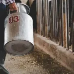 Crisis producción lechera por exceso de agua