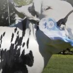 Comienza la gran semana del Holando en Villa María