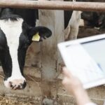 El futuro ganadero de Colombia ya llegó, gracias a la salud inteligente