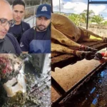 El pedicuro de vacas que evita pérdidas de miles de litros de leche