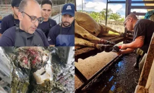 El pedicuro de vacas que evita pérdidas de miles de litros de leche
