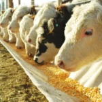 Eliminación de retenciones a maíz y soja encarece costos en carnes y lácteos