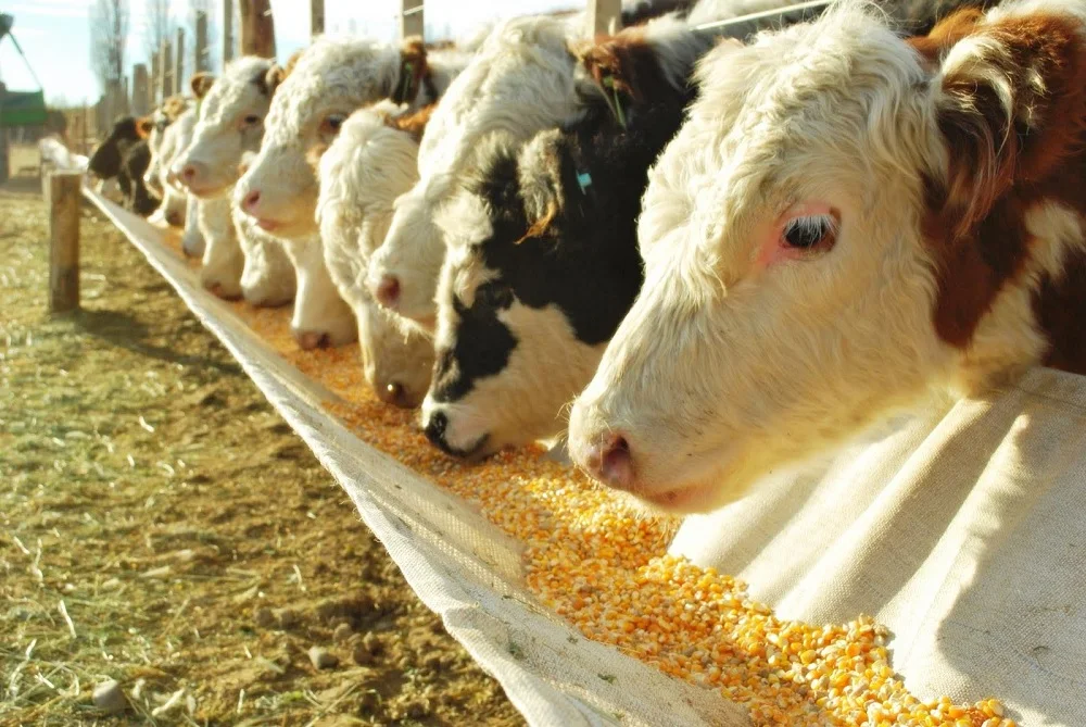 Eliminación de retenciones a maíz y soja encarece costos en carnes y lácteos