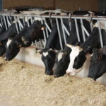 España la leche de vaca repunta tras meses de caídas de precios