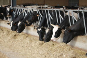 España la leche de vaca repunta tras meses de caídas de precios