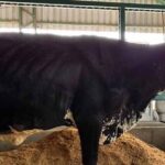 Expocruz 2025 abre con concurso de producción de leche y genética bovina