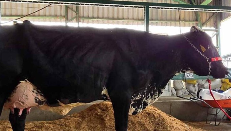 Expocruz 2025 abre con concurso de producción de leche y genética bovina