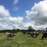 Fedeleche analiza desafíos y coyuntura del sector lácteo