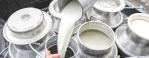 Ganaderos indignados reciben $1.600 por leche que se vende a $4.500