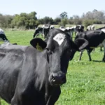 Grupo San Gregorio denuncia cierres de tambos en Uruguay