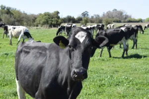 Grupo San Gregorio denuncia cierres de tambos en Uruguay