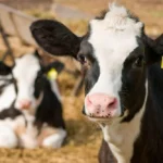 Impacto del período seco en producción y calidad de la leche