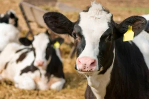 Impacto del período seco en producción y calidad de la leche