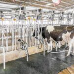 Industria láctea paraguaya estable, pero reclama mayor inversión
