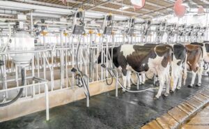 Industria láctea paraguaya estable, pero reclama mayor inversión