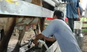 Industria láctea paraguaya muestra señales de recuperación pese al clima