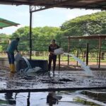 Inundaciones paralizan leche y queso en Portuguesa