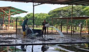Inundaciones paralizan leche y queso en Portuguesa