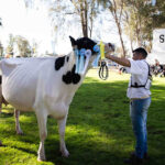 La Campeona Suprema de la Fiesta Nacional del Holando es de Santa Fe