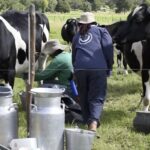 La ganadería generó más de 1,09 millones de empleos directos en 2025 en Colombia