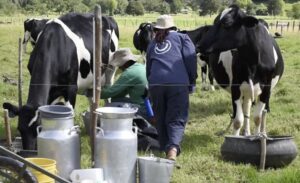 La ganadería generó más de 1,09 millones de empleos directos en 2025 en Colombia