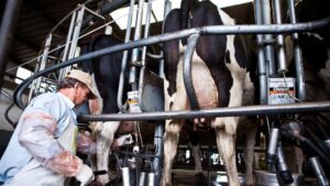 La producción de leche creció 9 % en julio y logró el mejor desempeño en años en Argentina