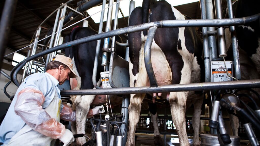 La producción de leche creció 9 % en julio y logró el mejor desempeño en años en Argentina