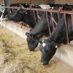 La producción mundial de leche crece 0,5% en 2025