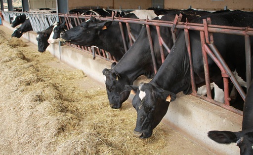 La producción mundial de leche crece 0,5% en 2025