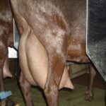 Leche de cabra precio sube 6,6% gracias a menor producción