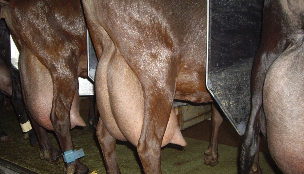 Leche de cabra precio sube 6,6% gracias a menor producción