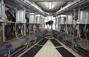 Ligero repunte en el mercado lácteo europeo en septiembre