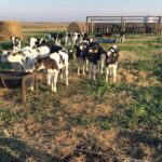Pese a excesos hídricos, producción de leche se mantiene firme