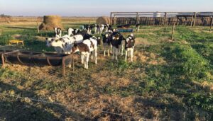 Pese a excesos hídricos, producción de leche se mantiene firme
