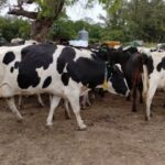 Por la devaluación y el freno del consumo, cayó 20 % el precio de la leche en dólares