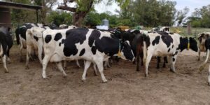 Por la devaluación y el freno del consumo, cayó 20 % el precio de la leche en dólares